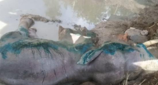 Bhathiya the Elephant Dies After Long Struggle
